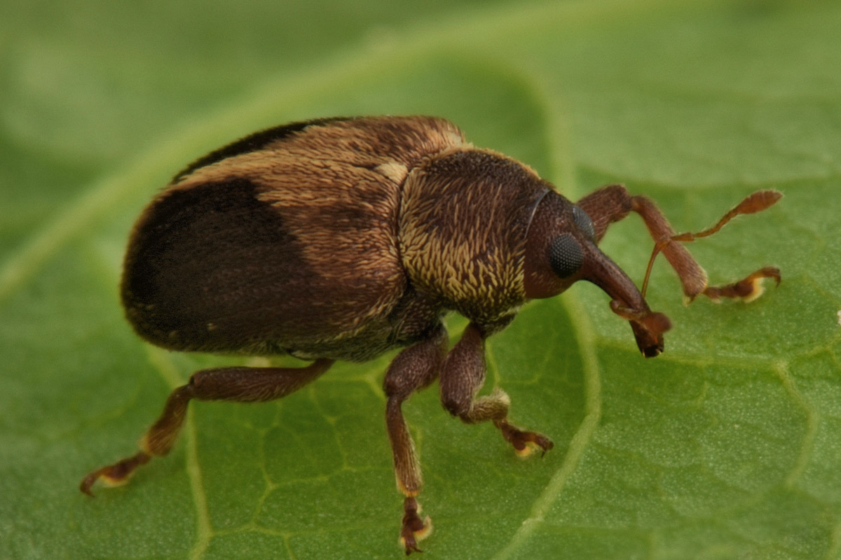 Curculionidae:  Lignyodes enucleator?  S !